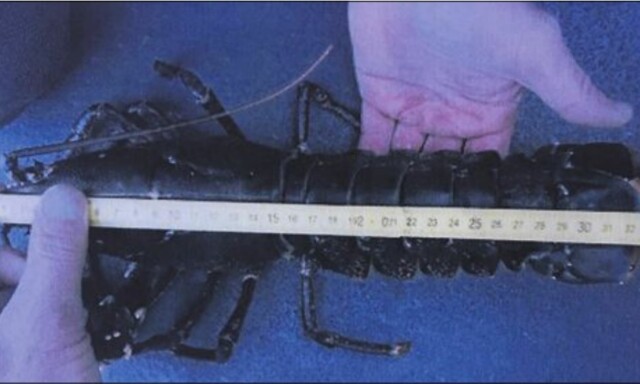 image: Må i retten: Politiet mener Jan Petter fanget hummer som var 0,5 cm for lang